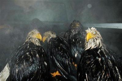 In this Jan. 11, 2008 file photo, eagles await transfer to a warm U.S. Fish and Wildlife warehouse after being rescued from the cold in Kodiak, Alaska. They were among 50 eagles which dove into the back of an uncovered dump truck full of fish guts and became too wet to fly away. (Image and caption courtesy of AP)