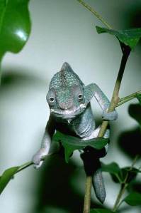 Panther Chameleon, Smithsonian National Zoological Park